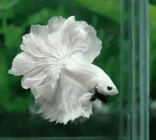 Betta Rosetail