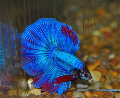 Betta Halfmoon