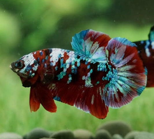 Betta Galaxy-Koi