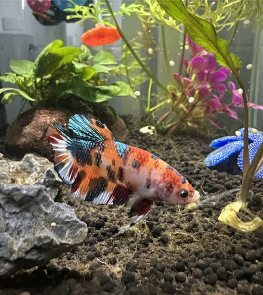Betta Nemo Koi