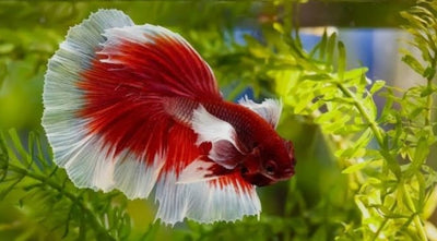 Betta Halfmoon Fancy