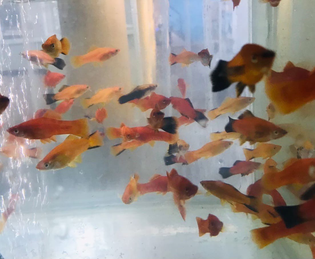 Assorted Color Platy