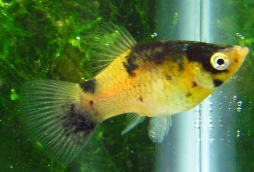 Bumble Bee Platy