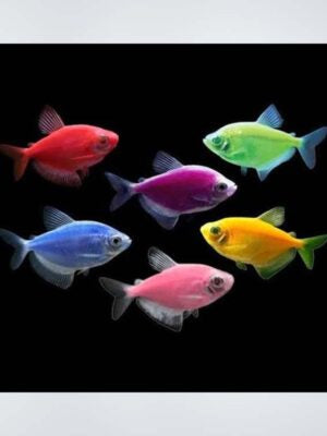 Tetra Color Skirts (Green, Yellow, Orange, Blue, Red, Purple)