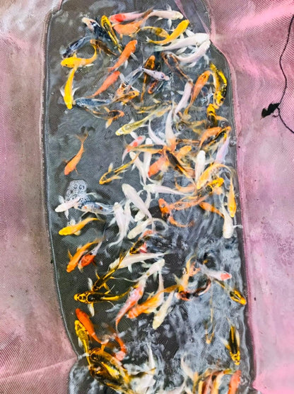 Assorted Koi Carp (8-9cm)