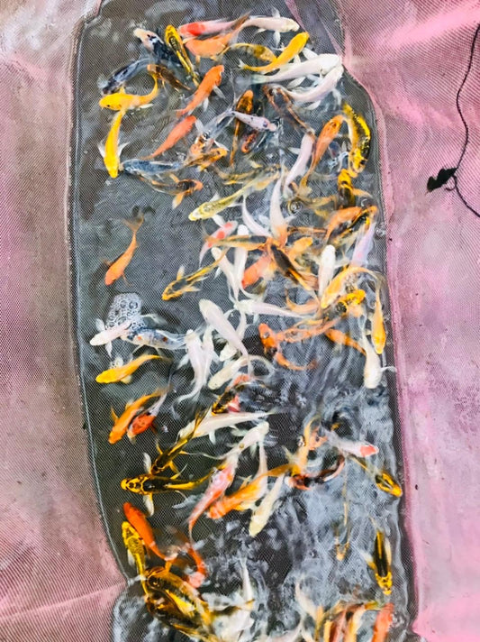 Assorted Koi Carp (10-12cm)