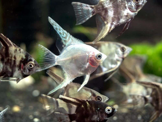 Long Fin Mixed Angel