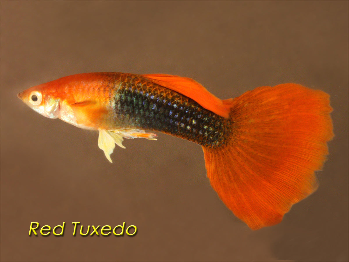 Red Blonde Tuxedo, Male