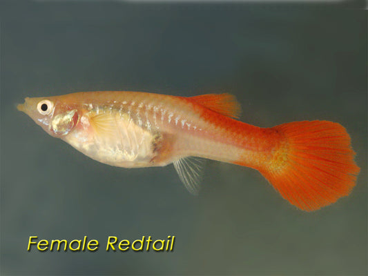Assorted Guppy, Female